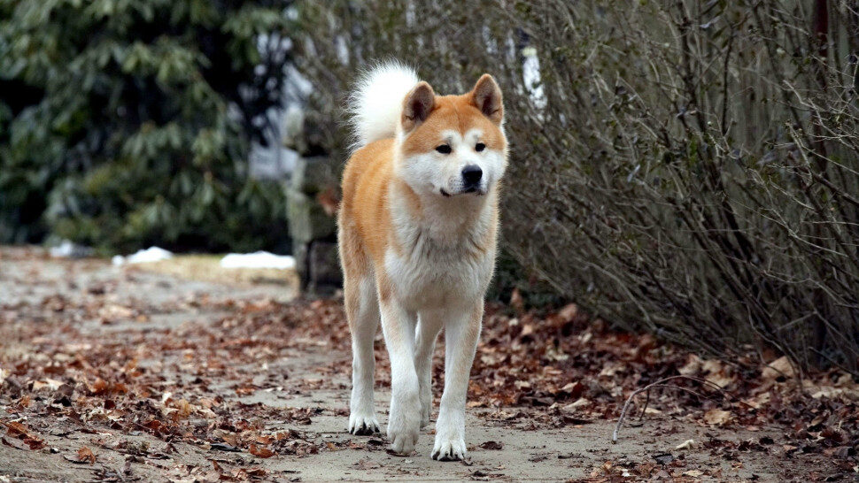 Poster of Hachi A Dogs Tale